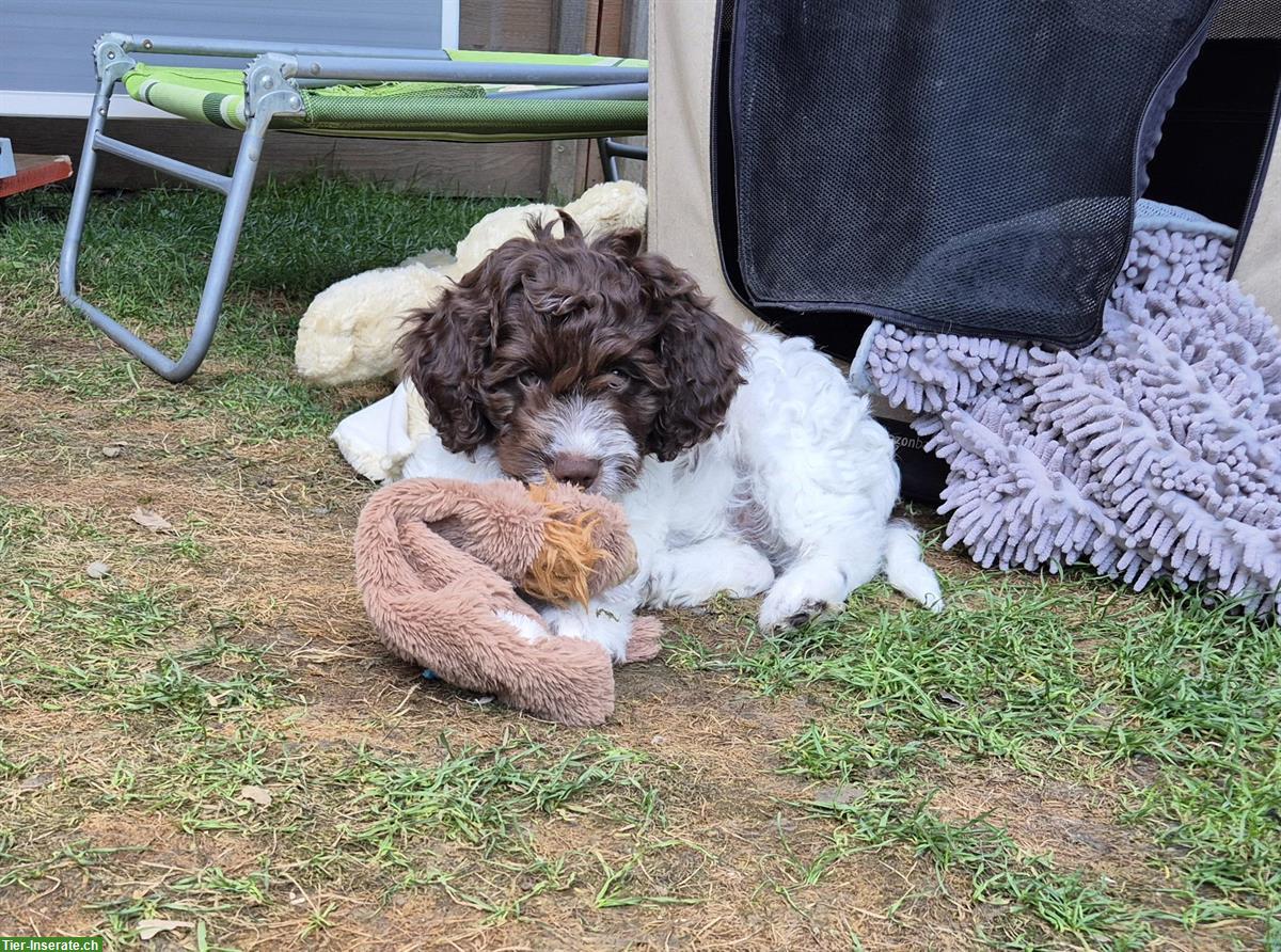 Bild 3: Lagotto × Labradoodle Welpe sucht ein Zuhause