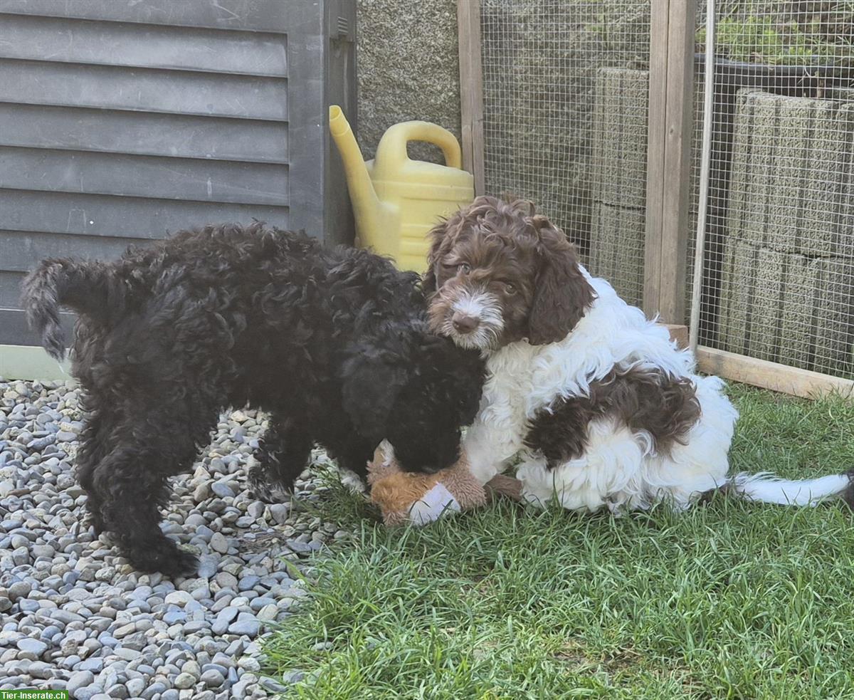 Bild 4: Lagotto × Labradoodle Welpe sucht ein Zuhause