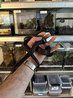Lampropeltis getula nigrita, Mexikanische Schwarzkönigsnatter