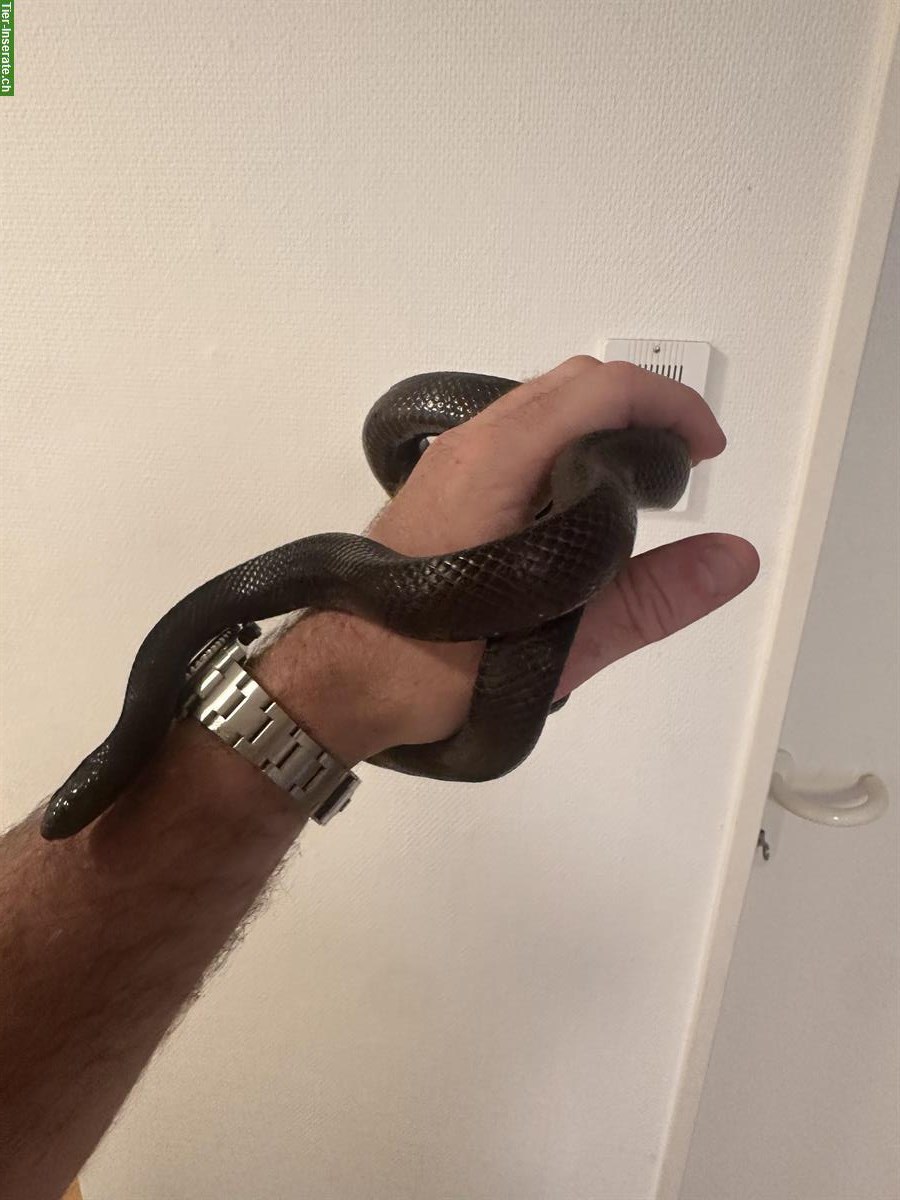 Bild 2: Lampropeltis getula nigrita, Mexikanische Schwarzkönigsnatter