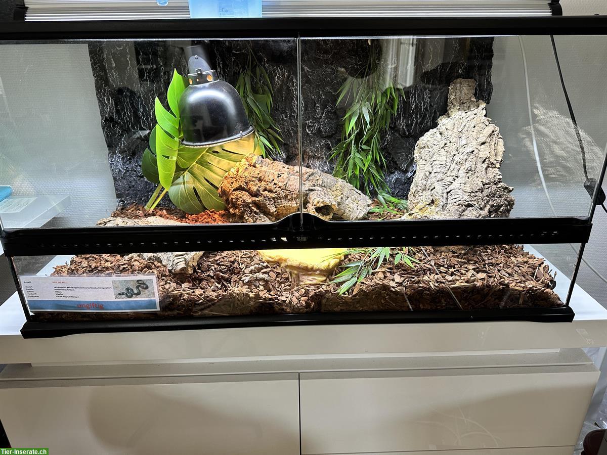 Bild 3: Lampropeltis getula nigrita, Mexikanische Schwarzkönigsnatter