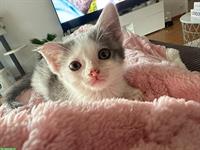 Die Kätzchen Nala & Sky suchen ein Zuhause