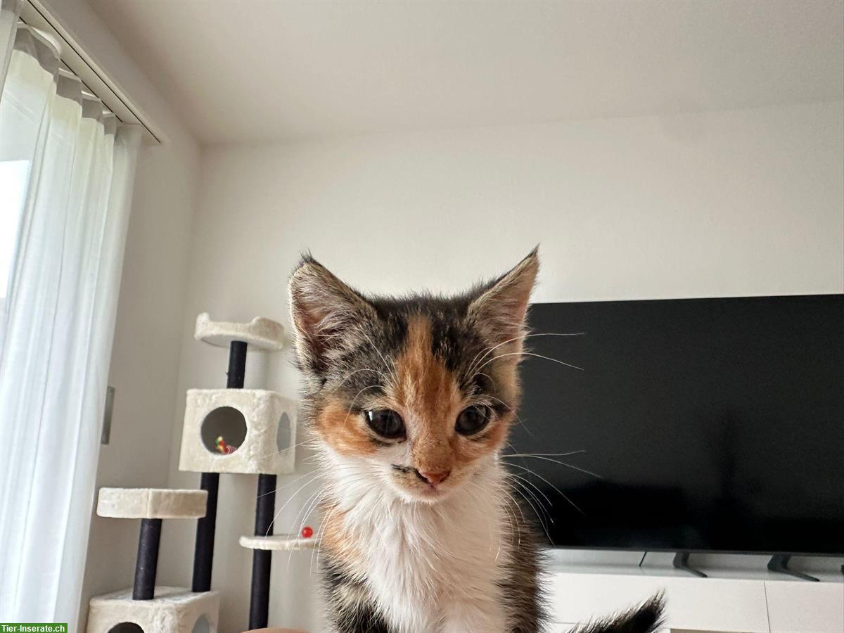 Bild 2: Die Kätzchen Nala & Sky suchen ein Zuhause