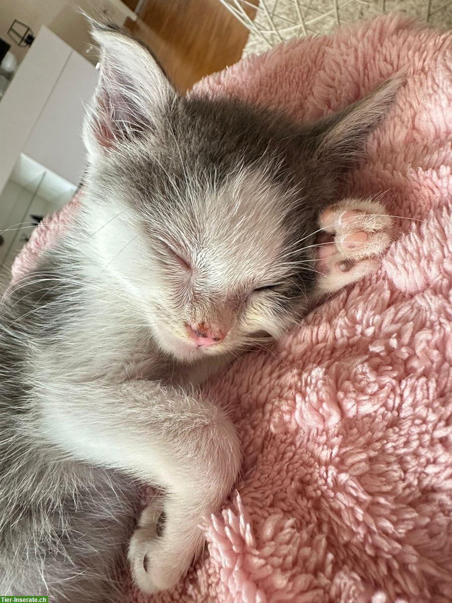 Bild 3: Die Kätzchen Nala & Sky suchen ein Zuhause