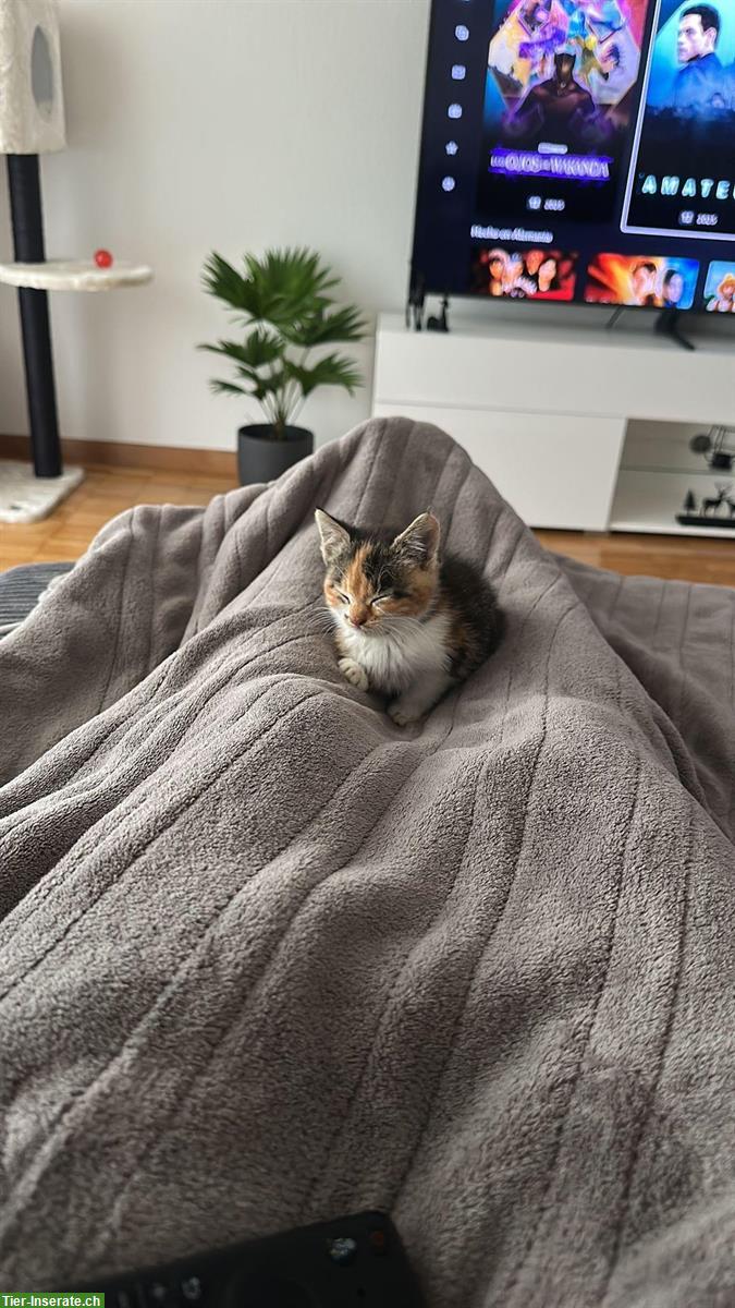 Bild 4: Die Kätzchen Nala & Sky suchen ein Zuhause
