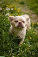 🐶 Tierschutzhund Barry - Französischer Bulldoggen Rüde 🐶