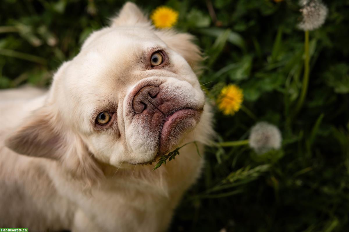 Bild 2: 🐶 Tierschutzhund Barry - Französischer Bulldoggen Rüde 🐶