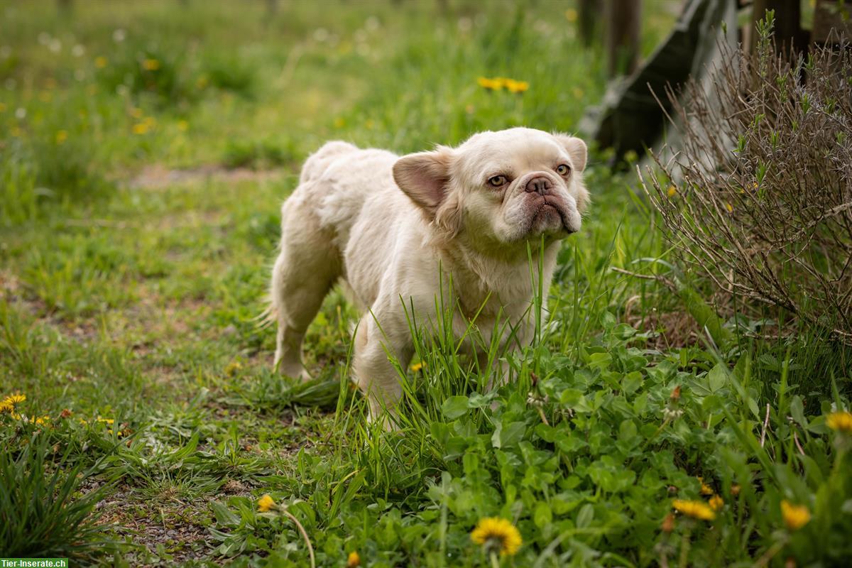 Bild 3: 🐶 Tierschutzhund Barry - Französischer Bulldoggen Rüde 🐶