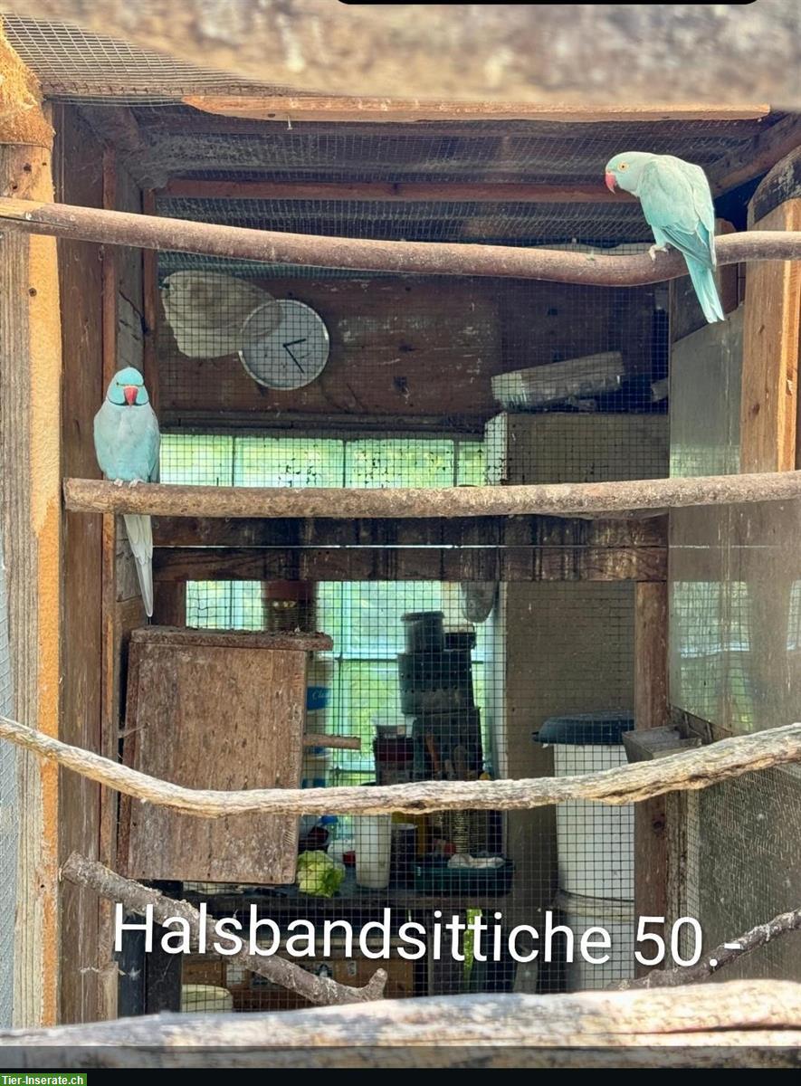 Bild 2: Diverse Sittiche & Tauben, Wellen-, Nymphen-, Halsband-/Ziegensittiche