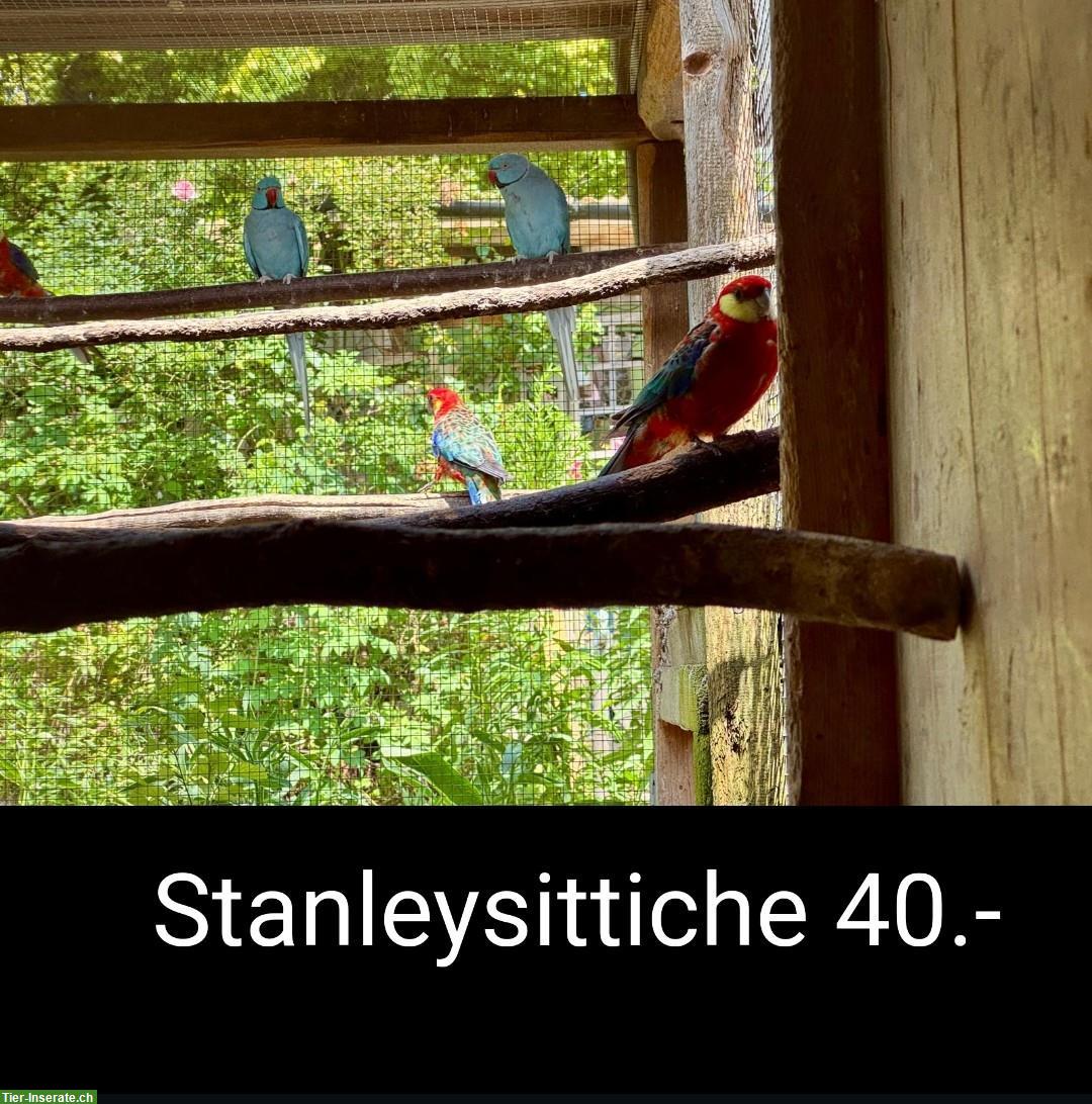 Bild 3: Diverse Sittiche & Tauben, Wellen-, Nymphen-, Halsband-/Ziegensittiche