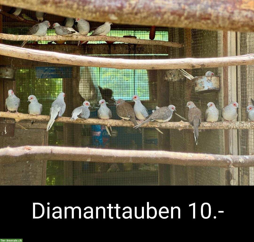 Bild 6: Diverse Sittiche & Tauben, Wellen-, Nymphen-, Halsband-/Ziegensittiche