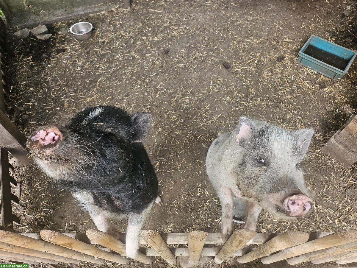 Minipig Geschwister Paar suchen neues Zuhause
