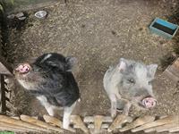 Minipig Geschwister Paar suchen neues Zuhause