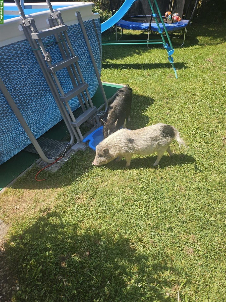 Bild 2: Minipig Geschwister Paar suchen neues Zuhause