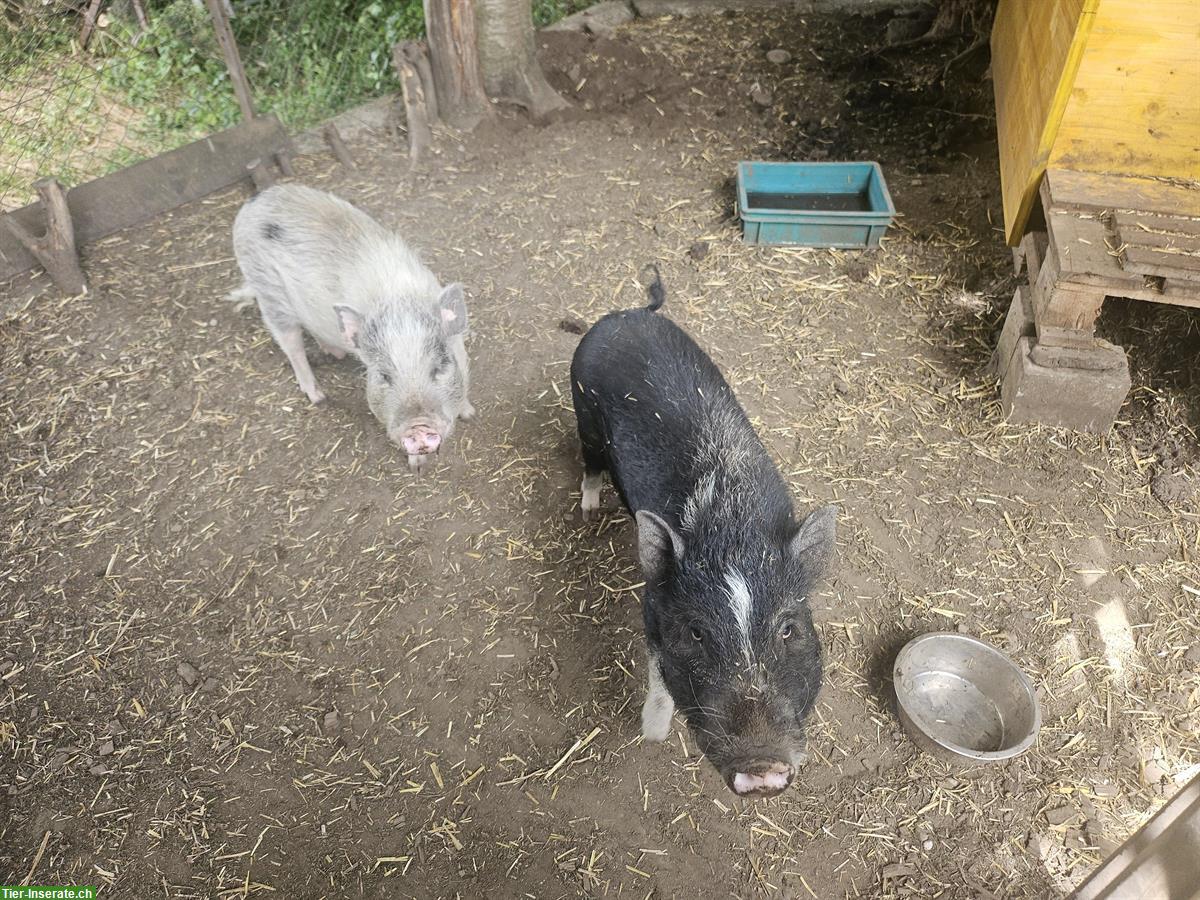Bild 3: Minipig Geschwister Paar suchen neues Zuhause