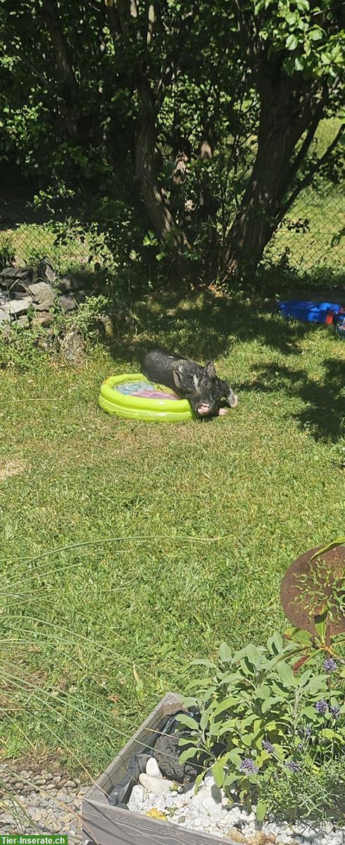 Bild 4: Minipig Geschwister Paar suchen neues Zuhause