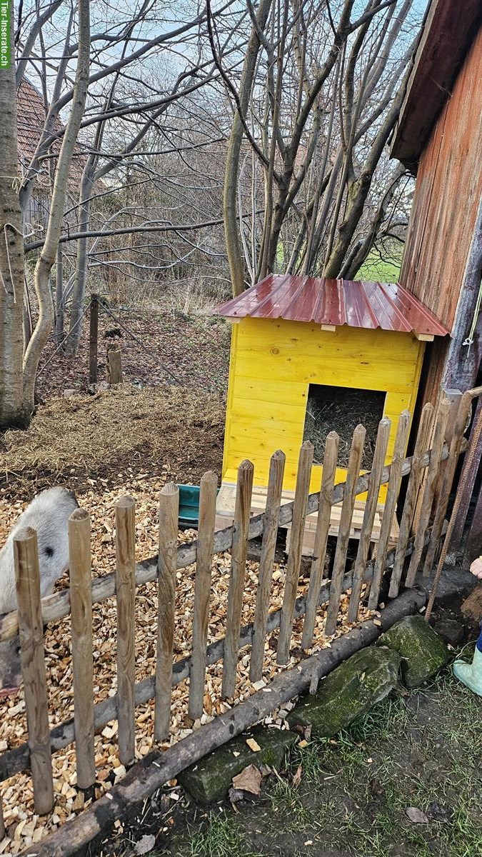 Bild 5: Minipig Geschwister Paar suchen neues Zuhause