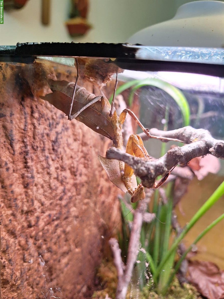 GRATIS: 2 adulte Mantis kostenlos abzugeben