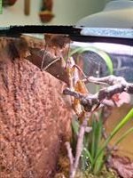 GRATIS: 2 adulte Mantis kostenlos abzugeben