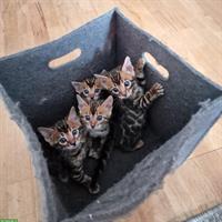 Bengal Kitten brown spotted & brown marbled mit Stammbaum