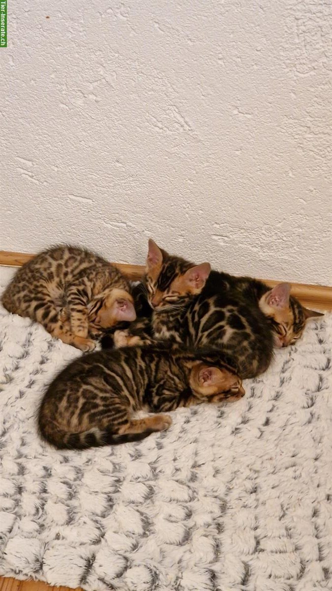 Bild 2: Bengal Kitten brown spotted & brown marbled mit Stammbaum