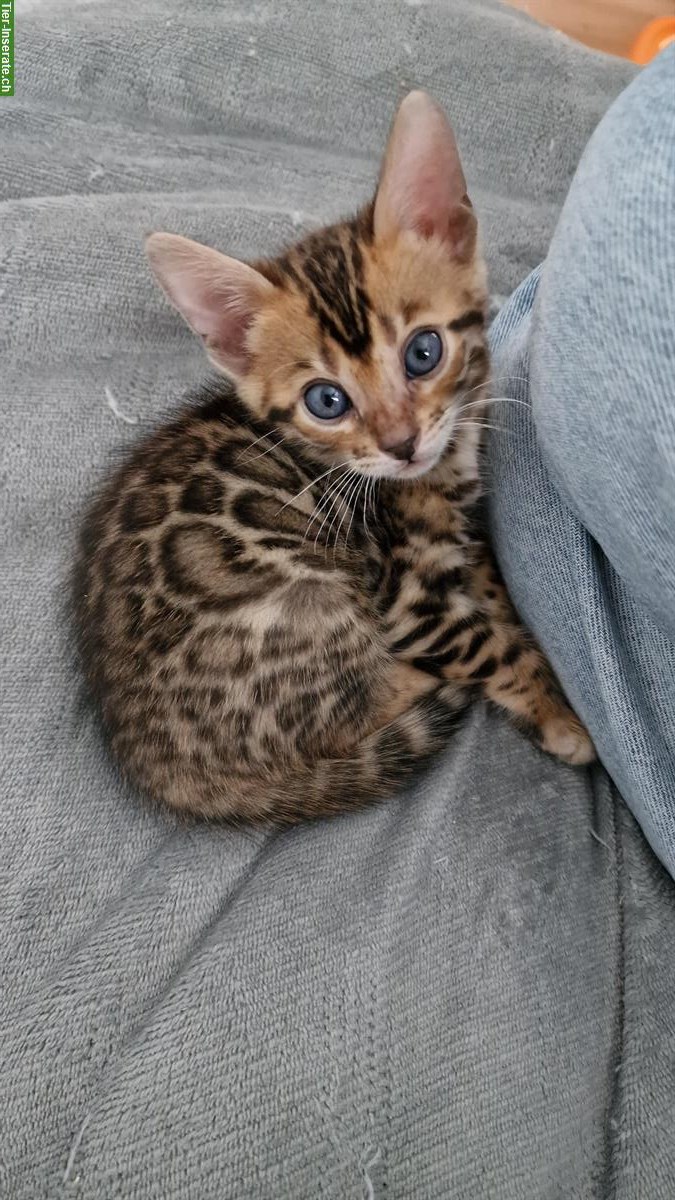 Bild 3: Bengal Kitten brown spotted & brown marbled mit Stammbaum