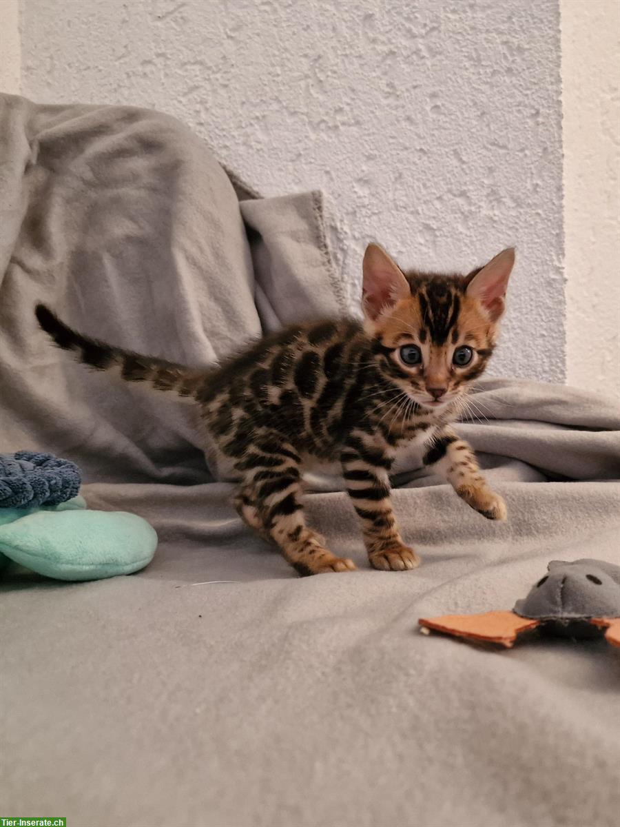 Bild 4: Bengal Kitten brown spotted & brown marbled mit Stammbaum