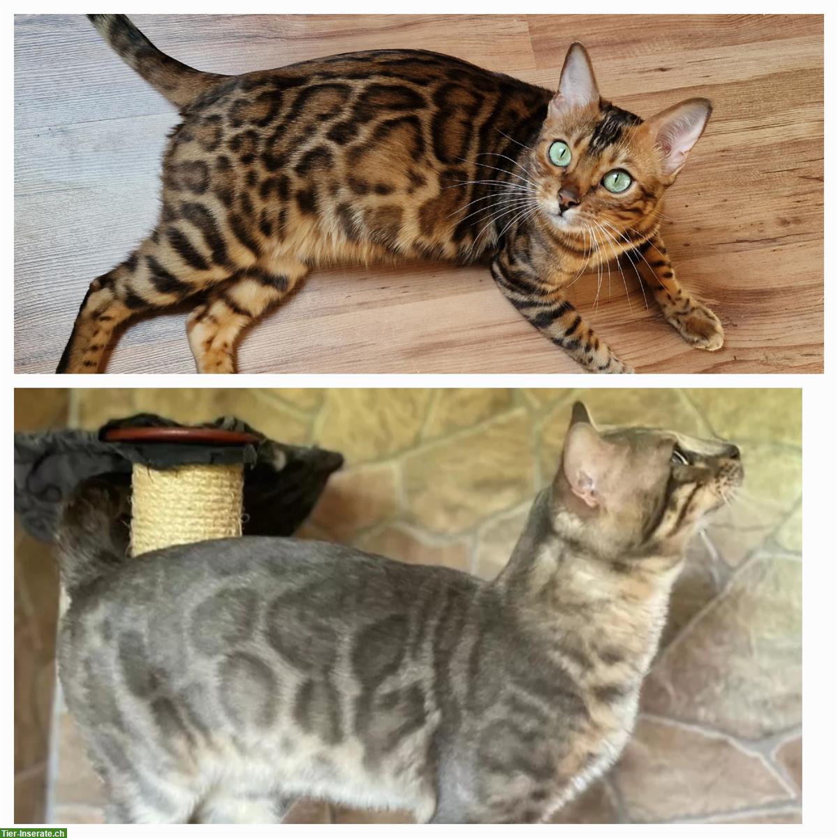 Bild 5: Bengal Kitten brown spotted & brown marbled mit Stammbaum