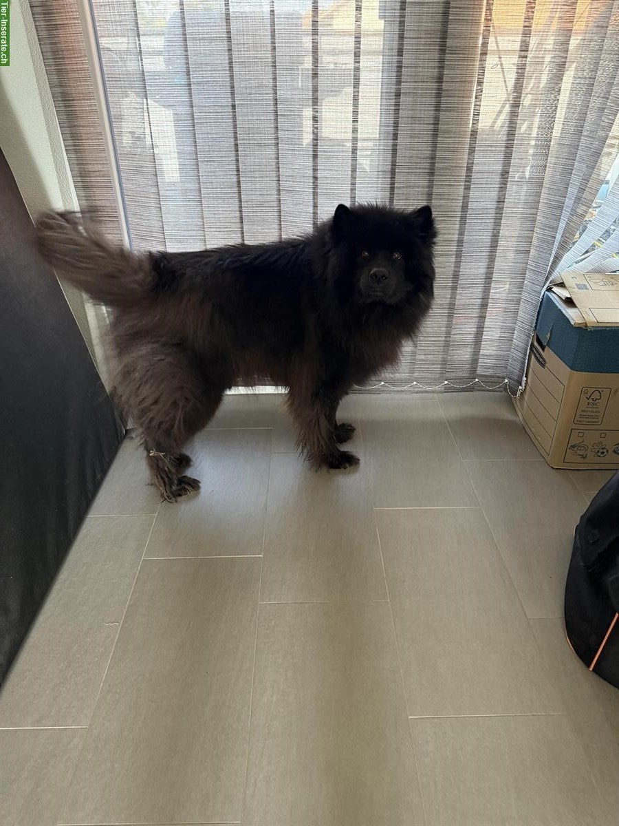 Eurasier Rüde, 8-jährig sucht ein neues Zuhause