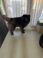 Eurasier Rüde, 8-jährig sucht ein neues Zuhause