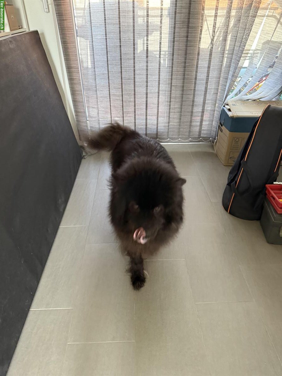 Bild 2: Eurasier Rüde, 8-jährig sucht ein neues Zuhause
