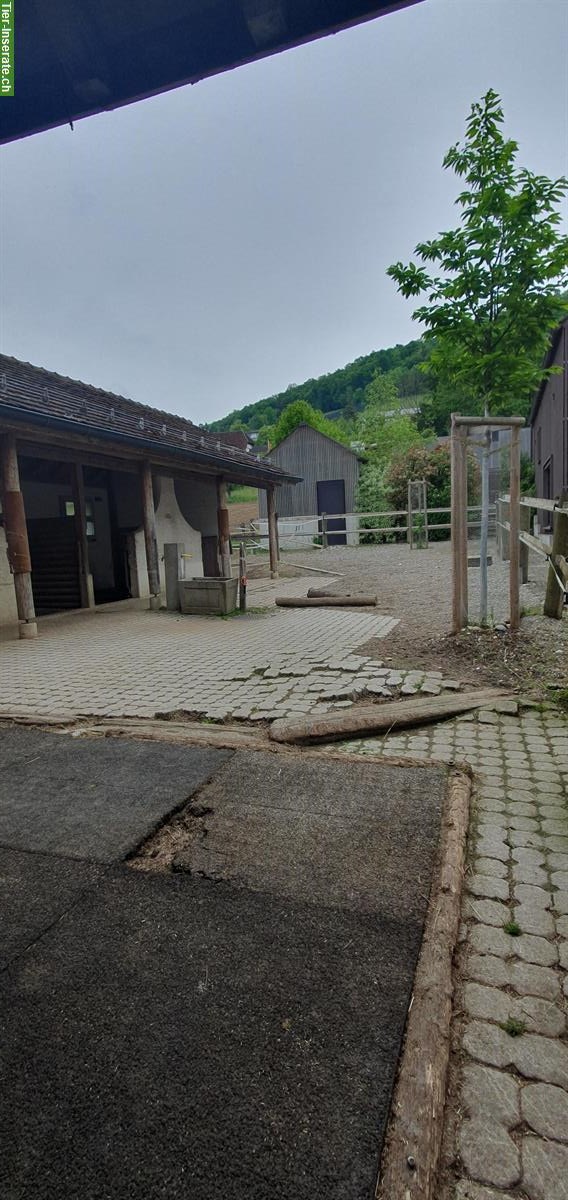 Bild 3: 2 Plätze im Offenstall für Teilselbstversorger im Aargau