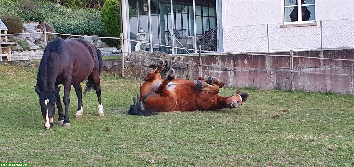 Bild 5: 2 Plätze im Offenstall für Teilselbstversorger im Aargau