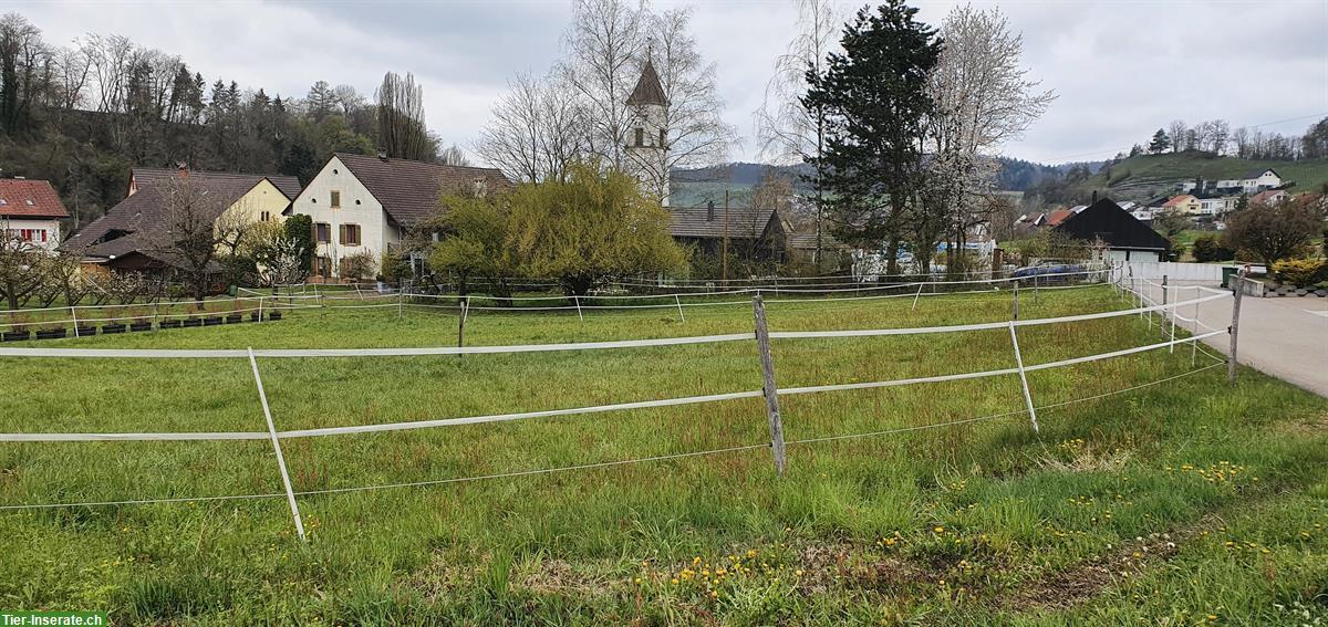 Bild 6: 2 Plätze im Offenstall für Teilselbstversorger im Aargau