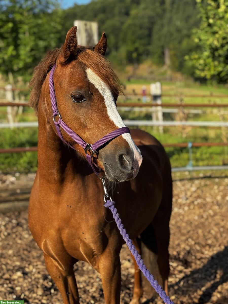 Hübsche 9-jährige Welsh Pony Stute zu verkaufen