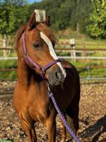 Hübsche 9-jährige Welsh Pony Stute zu verkaufen