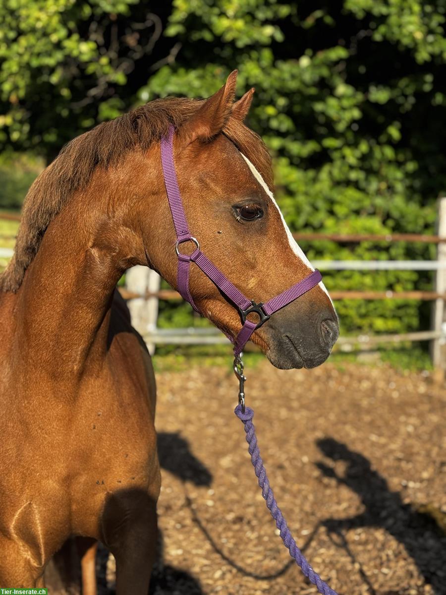 Bild 2: Hübsche 9-jährige Welsh Pony Stute zu verkaufen