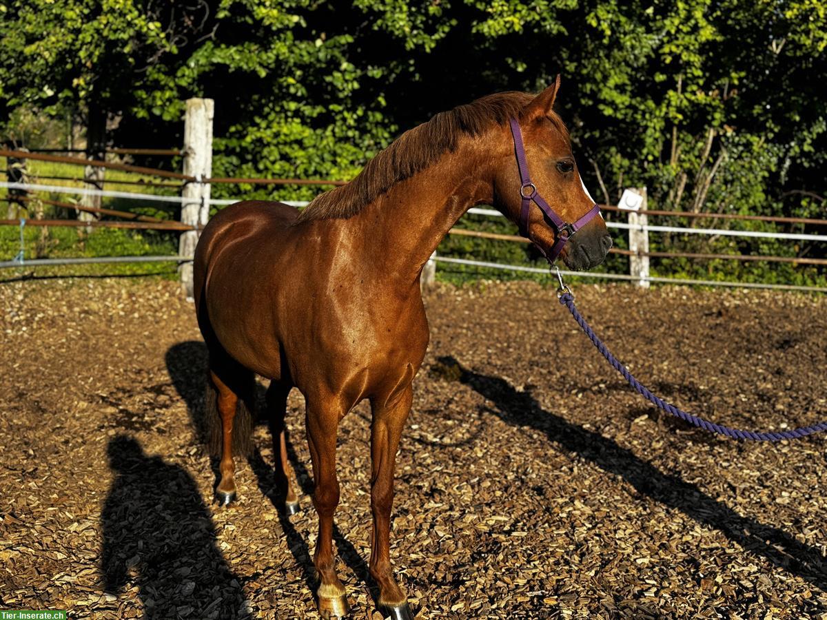 Bild 3: Hübsche 9-jährige Welsh Pony Stute zu verkaufen