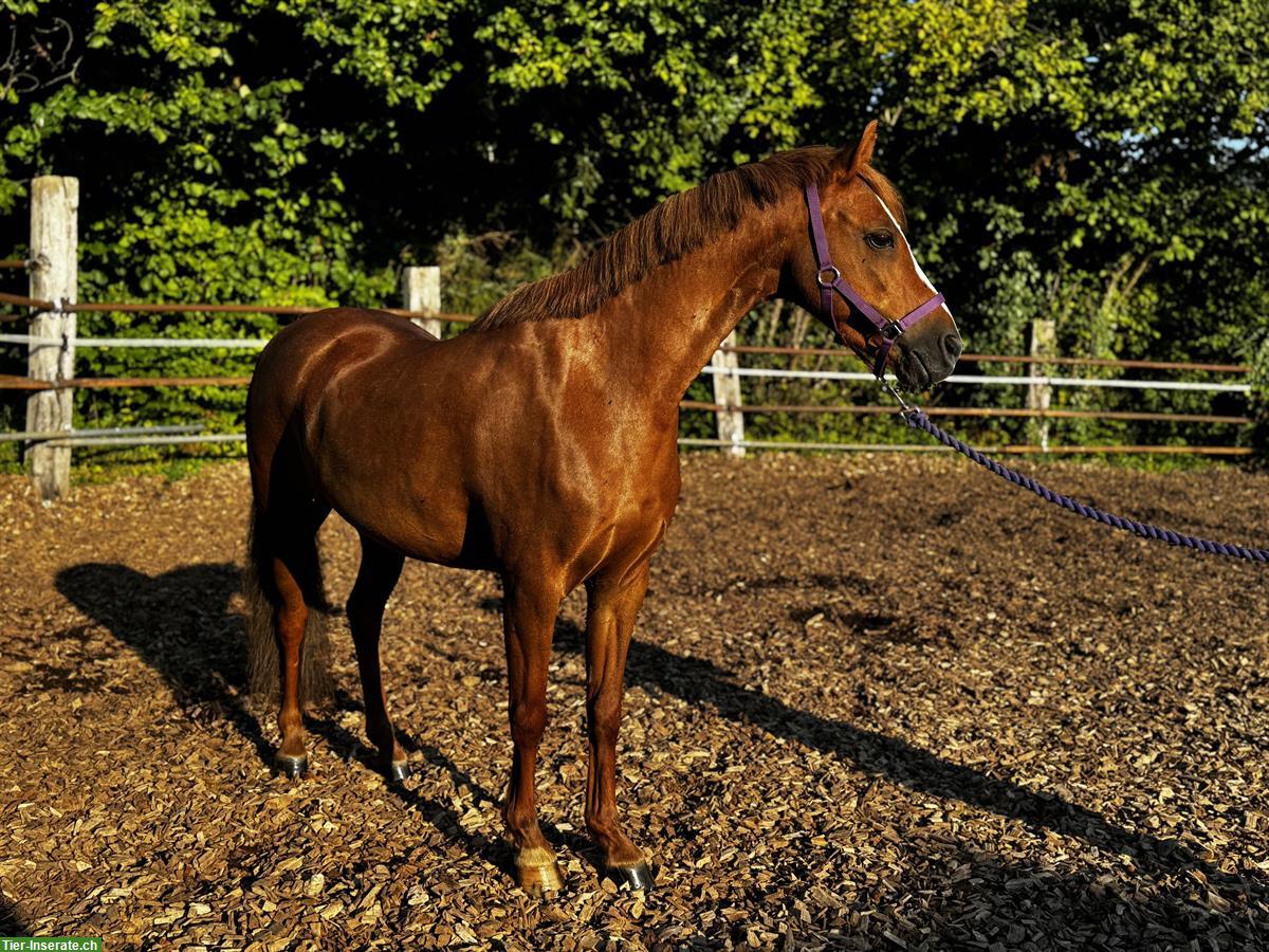 Bild 4: Hübsche 9-jährige Welsh Pony Stute zu verkaufen