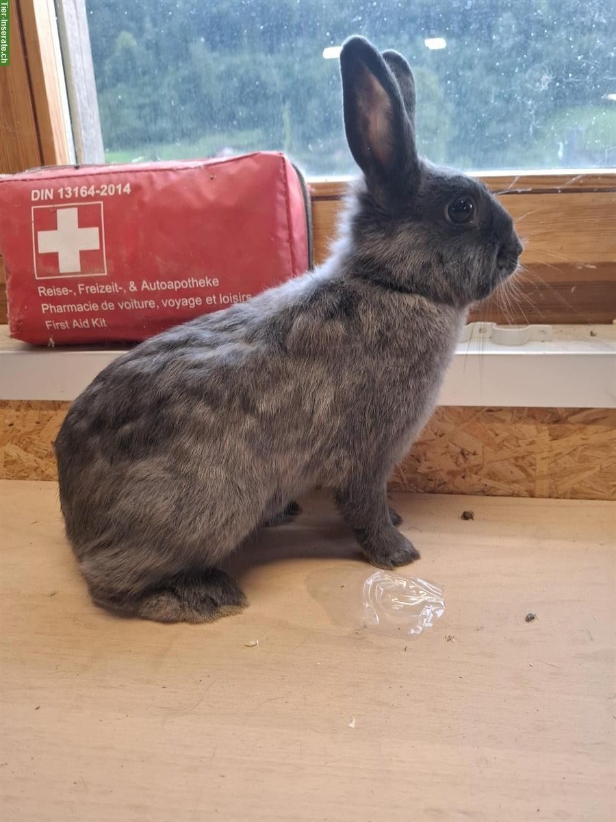 2 Zwergkaninchen Zibben aus Hobbyzucht