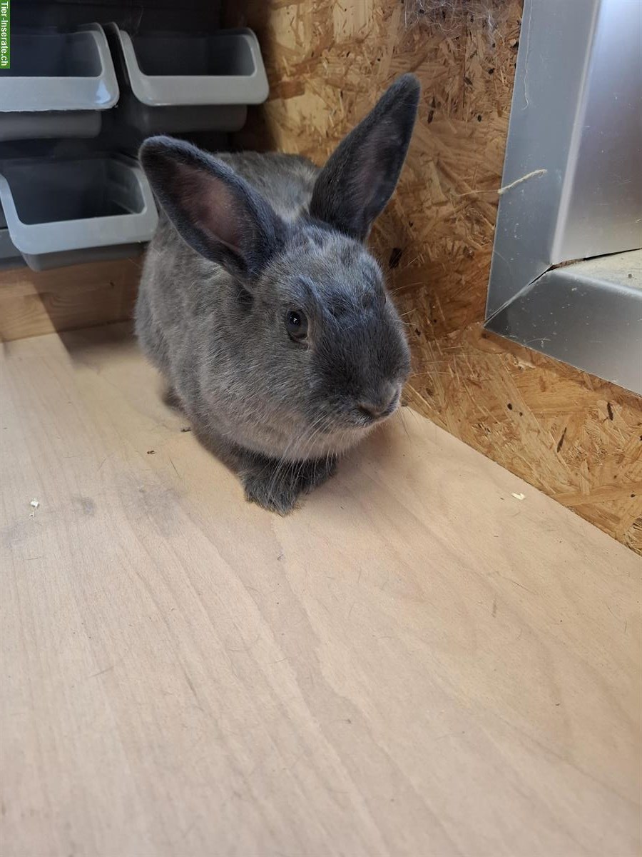 Bild 2: 2 Zwergkaninchen Zibben aus Hobbyzucht