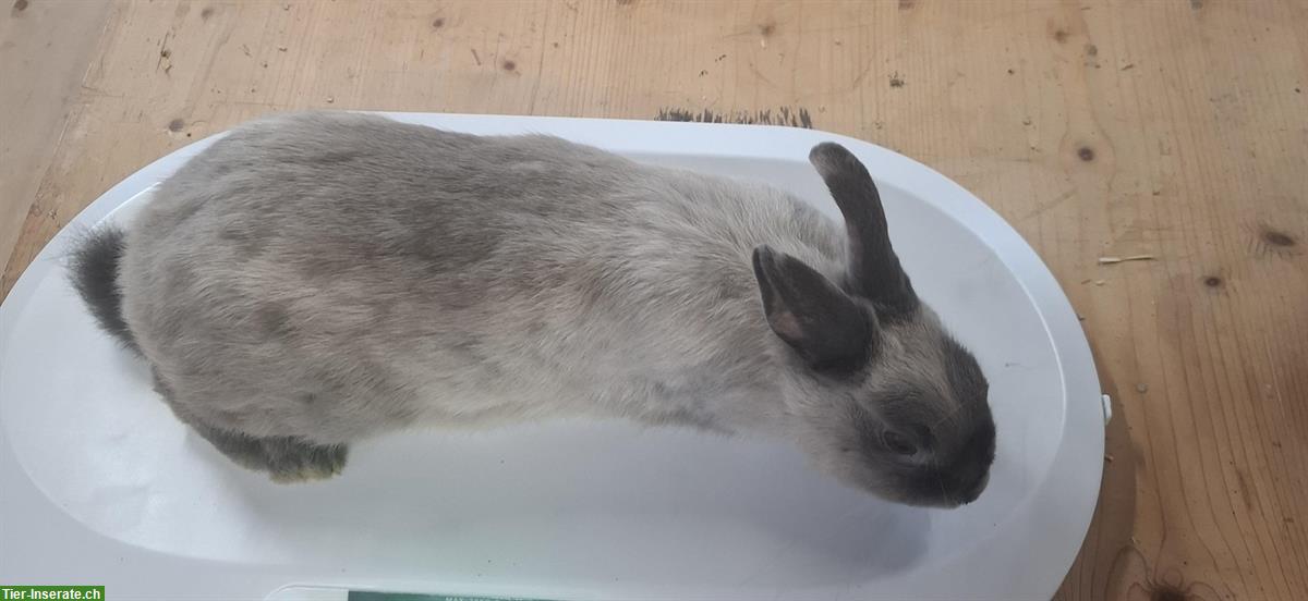 Bild 3: 2 Zwergkaninchen Zibben aus Hobbyzucht