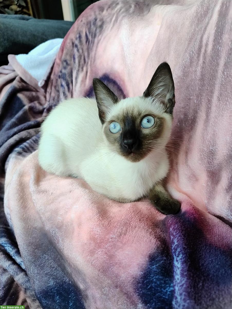 Bild 2: 2 bezaubernde Thai Siam Kitten / Siam Katze / Kätzchen