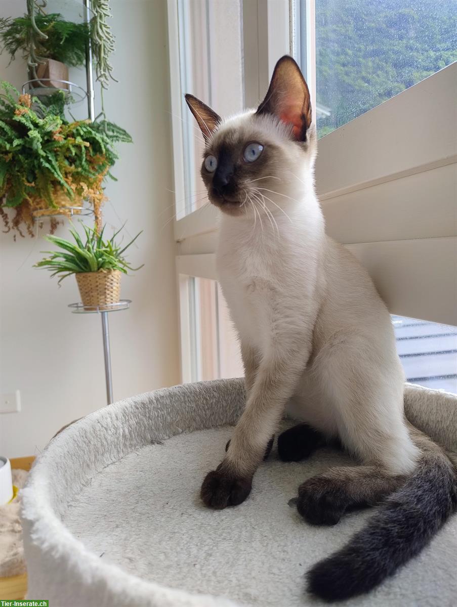 Bild 4: 1 bezauberndes Thai Siam Kitten / Siam Katze / Kätzchen