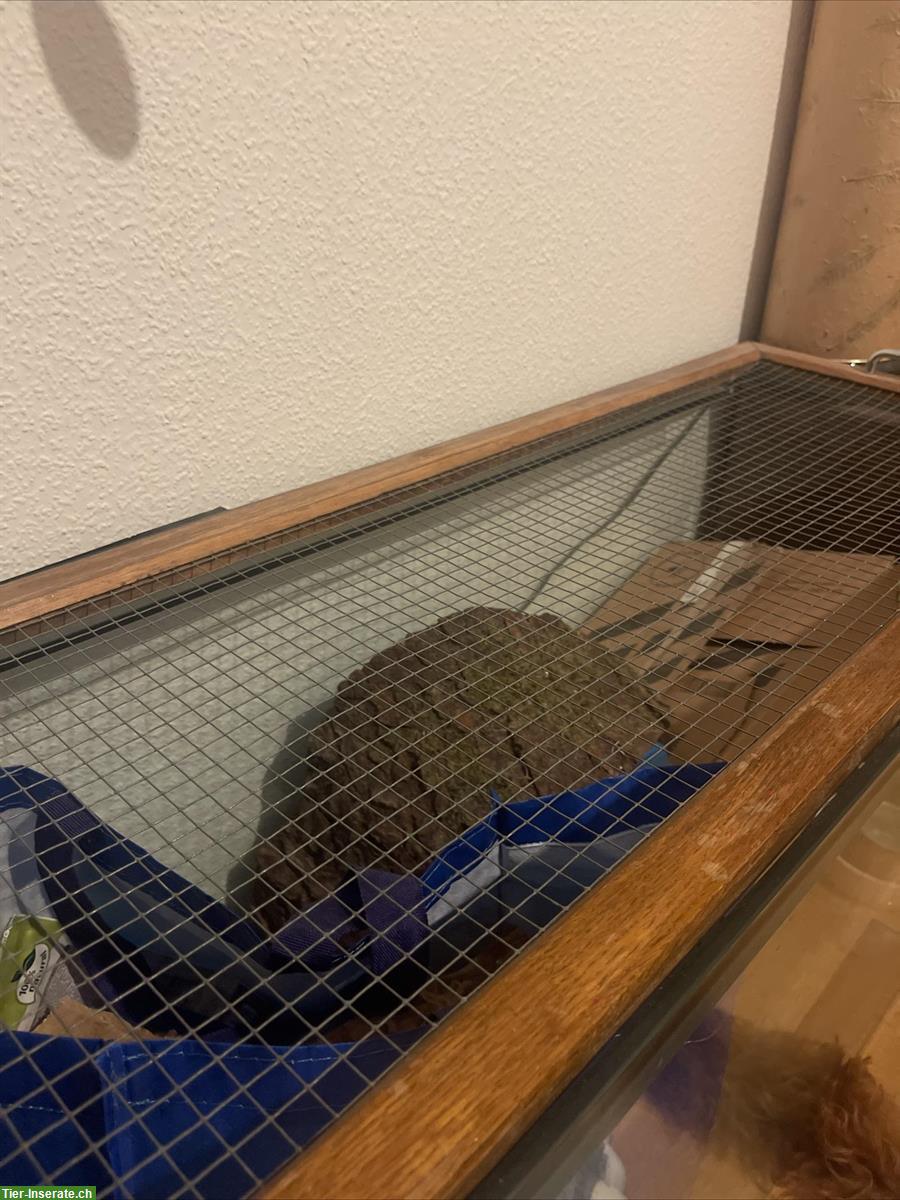 Bild 2: Hamsterkäfig / Glasterrarium für Kleintiere / Nager…