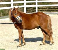 Shetland Ponys im grossen Mass
