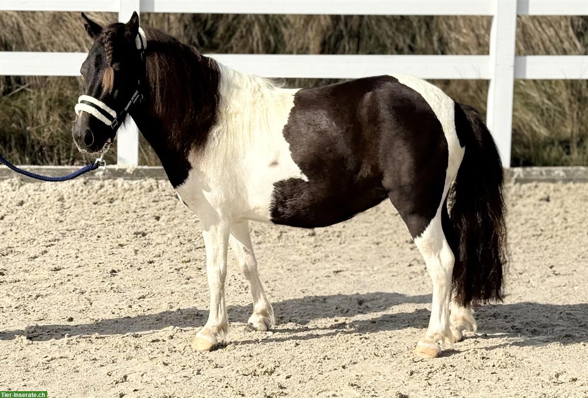 Bild 2: Shetland Ponys im grossen Mass