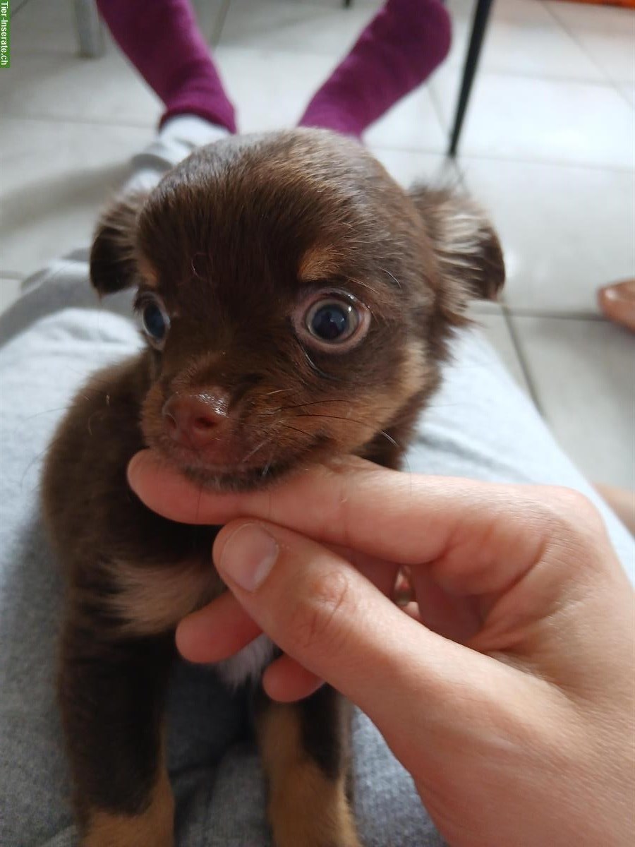 Reinrassiger Chihuahua Welpe, chocolate Fell, wird Langhaar