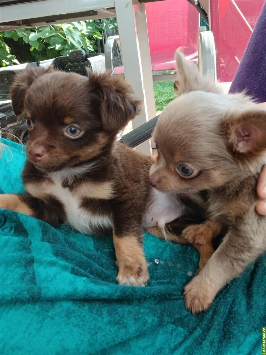 Bild 2: Reinrassiger Chihuahua Welpe, chocolate Fell, wird Langhaar