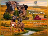 Rhodesian Ridgeback Welpen ab August erwartet